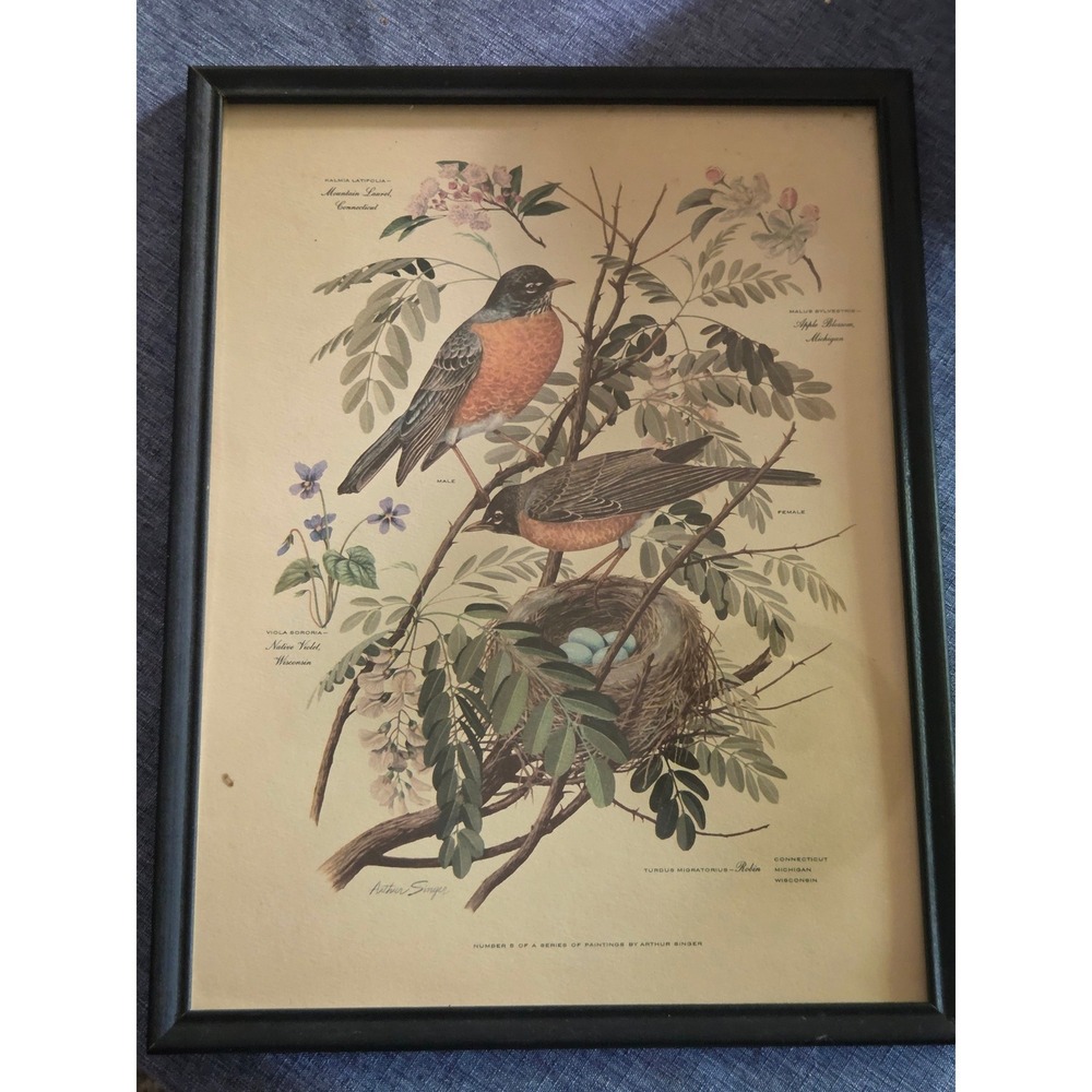Arthur Singer American Robin Bird Print Framed Vintage Nature Art Series No 5